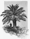 Un des quatre palmiers qui seront disposes aux entrées des Palais des Champs Elysées.1900年博 シャン＝ゼリゼ会場展示館入口に植えられる予定のヤシ4本のうちの1本