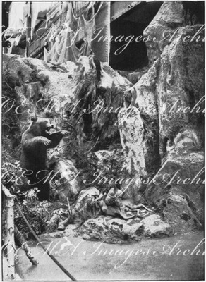 "Forêts, chasses, pêches et cueillettes.- La tanière de l'ours.(Sections étrangères.)" 1900年博 森林、狩猟、漁業と収穫館 － 熊の生息地（外国コーナー）