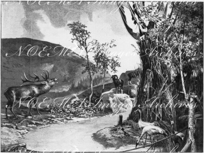 La chasse et ses produits.- Grand diorama avec animaux naturalises.(Section Hongroise.) 1900年博 狩猟とその収穫物による製品 － 野生動物の剥製と大ジオラマ（ハンガリーコーナー）