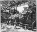 "Fougères australiennes, au quai d'Orsay." オルセー河岸に展示されたオーストラリアのシダ類