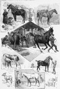 Exposition hippique. - Spécimens de la race chevaline au cours-la-reine. クール・ラ・レーヌ広場で催された馬の展示会