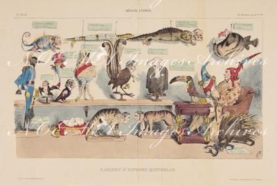 グランヴィル Grandville - 《博物学の部屋―動物学》 Règne animal. Cabinet d’histoire naturelle.