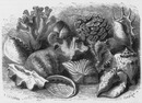Coquillages et coraux. 貝とサンゴ