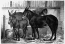 "Exposition de Billancourt. - Concours de baudets, de mules et de chevaux mulassiers." ビヤンクール会場 ロバ、雄ラバ、ラバを産む馬のコンクール