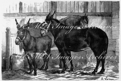 "Exposition de Billancourt. - Concours de baudets, de mules et de chevaux mulassiers." ビヤンクール会場 ロバ、雄ラバ、ラバを産む馬のコンクール