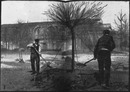 Sur les chantiers de Champ-de-Mars.2.- L'arbre replante.1900年博 シャン・ド・マルスの工事現場 2.－樹の再植え込み